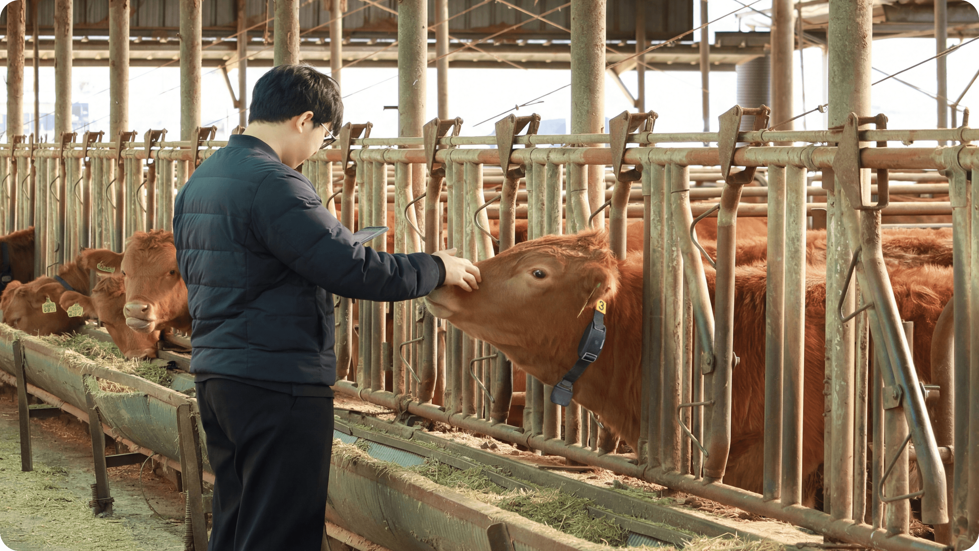 농장에서 소와 함께 있는 바딧 직원