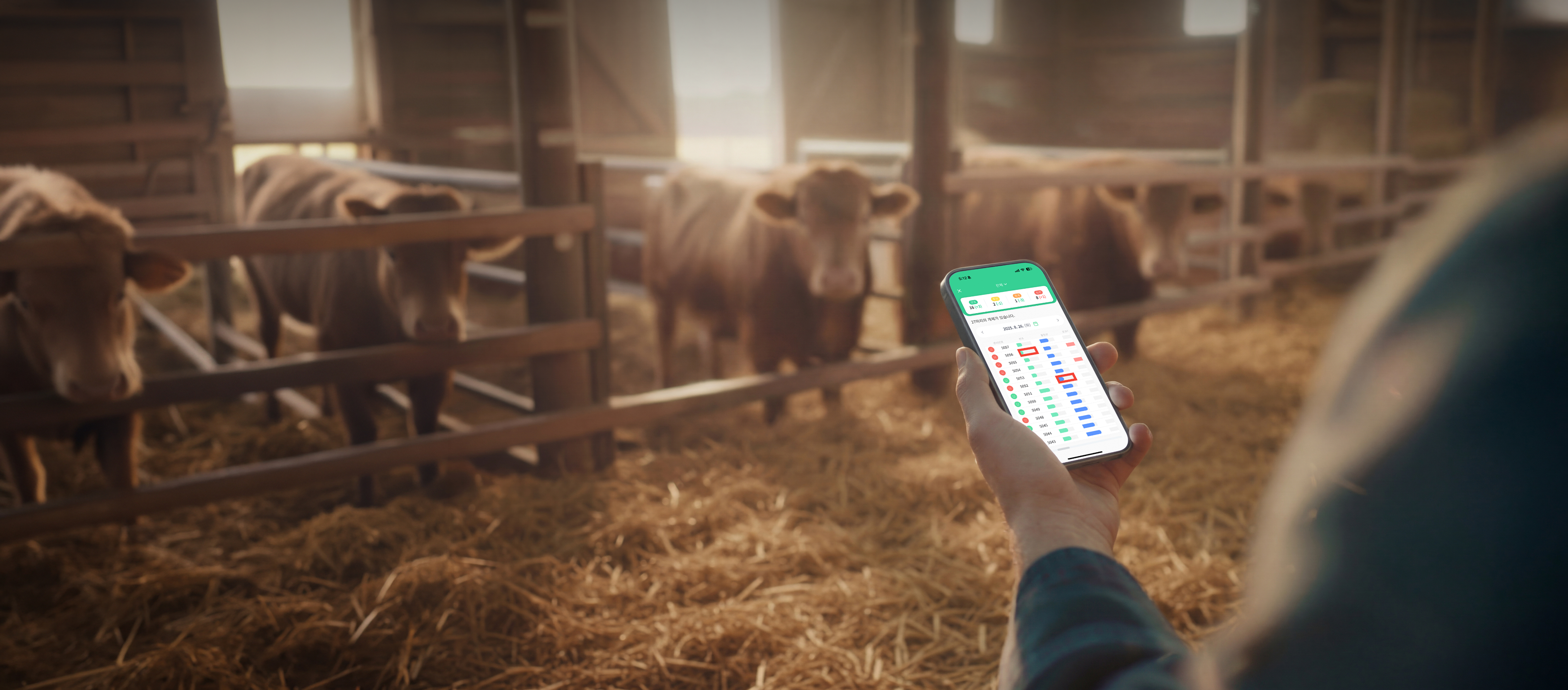목장에서 휴대폰으로 소 상태를 확인하는 사용자