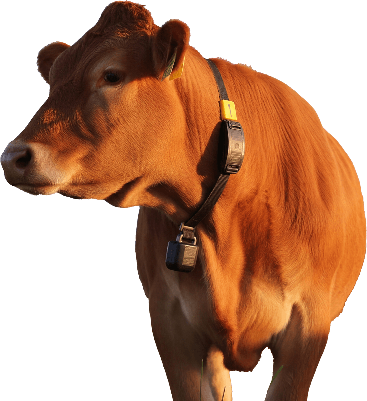 목장에서 휴대폰으로 소 상태를 확인하는 사용자