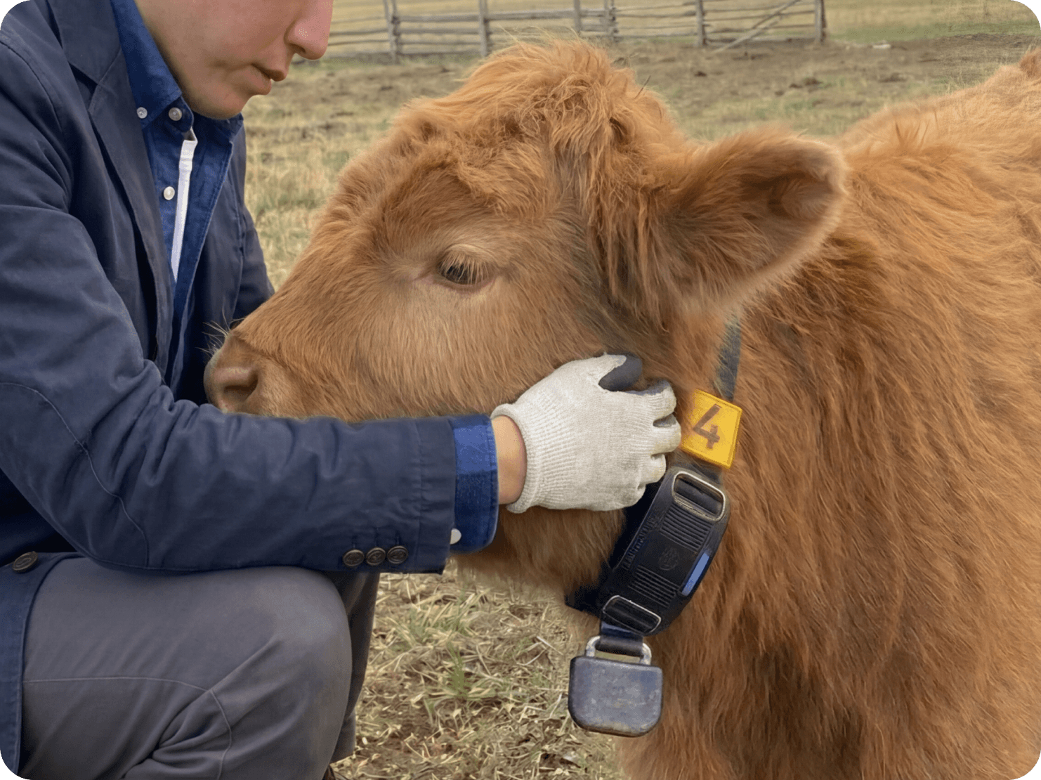 개체의 목 오른편에 착용