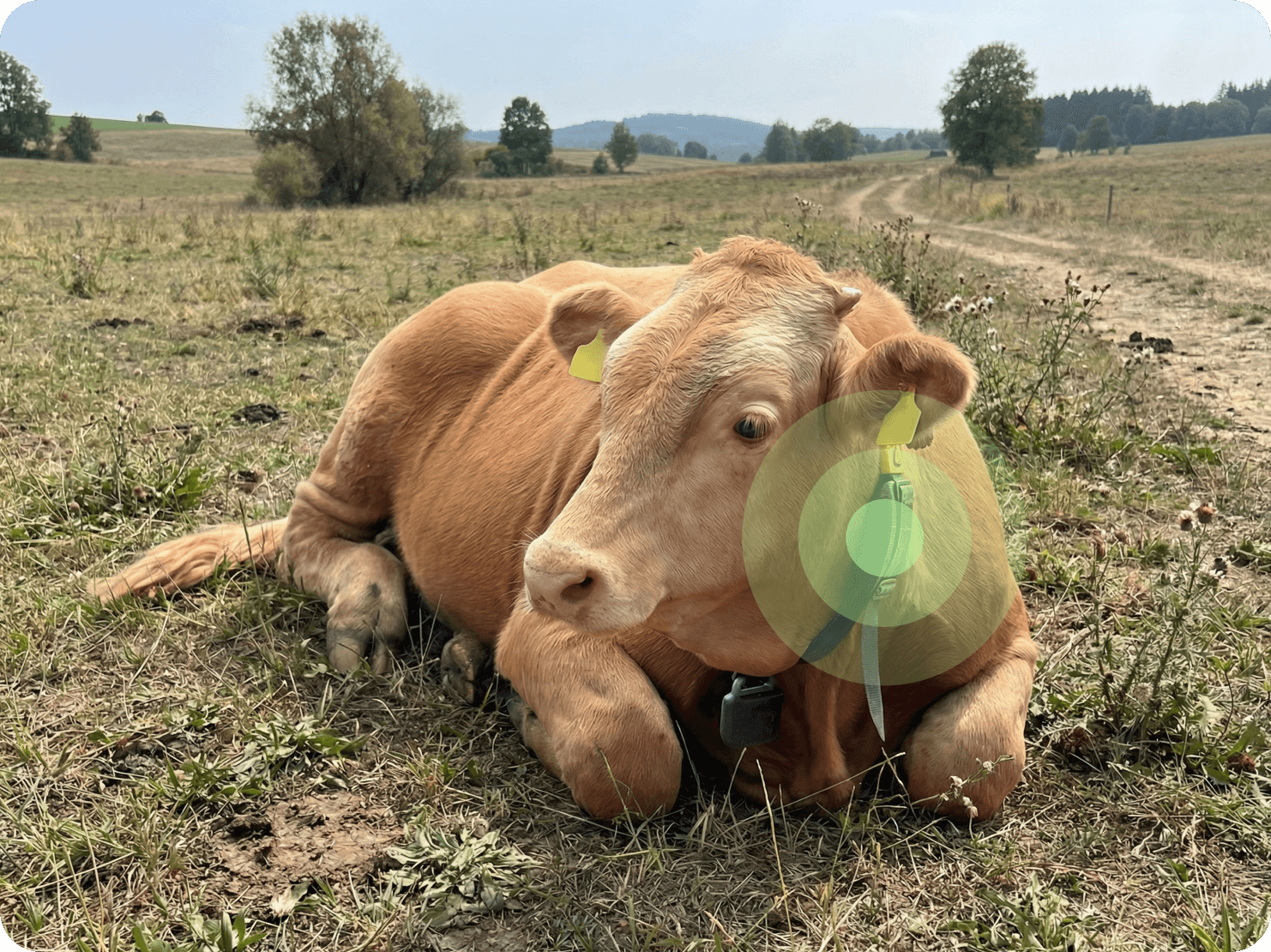 개체별 신호 수집으로
행동 분석