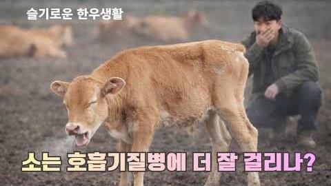 왜 소는 호흡기질병에 더 잘 걸릴까?